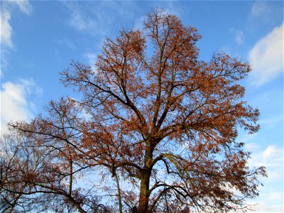 Winterlinde (Tilia cordata) in Hockenheim photo