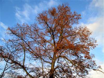 Winterlinde (Tilia cordata) in Hockenheim photo