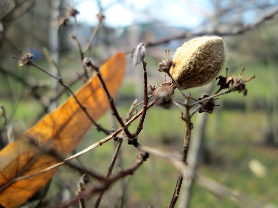 Früchte der Winterlinde (Tilia cordata) in Hockenheim