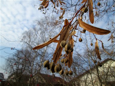 Früchte der Winterlinde (Tilia cordata) in Hockenheim