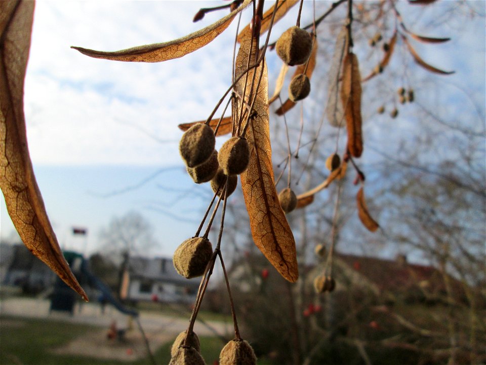 Früchte der Winterlinde (Tilia cordata) in Hockenheim