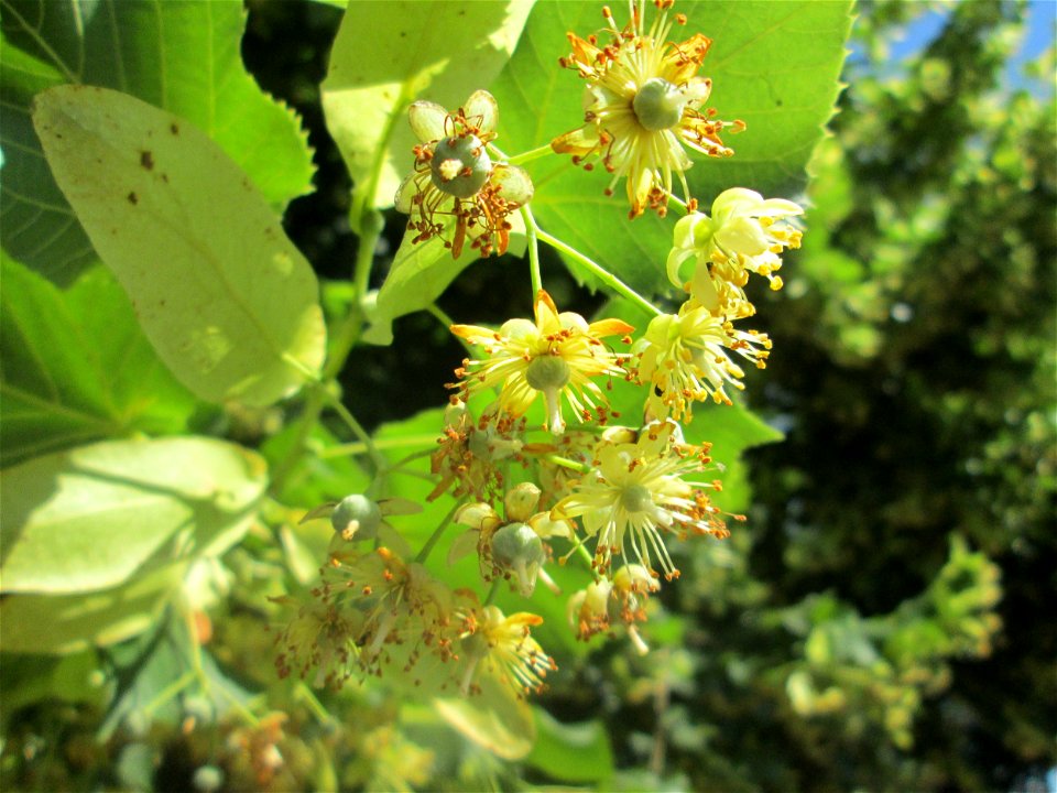 Blüte der Winterlinde (Tilia cordata) am Staden in Saarbrücken photo