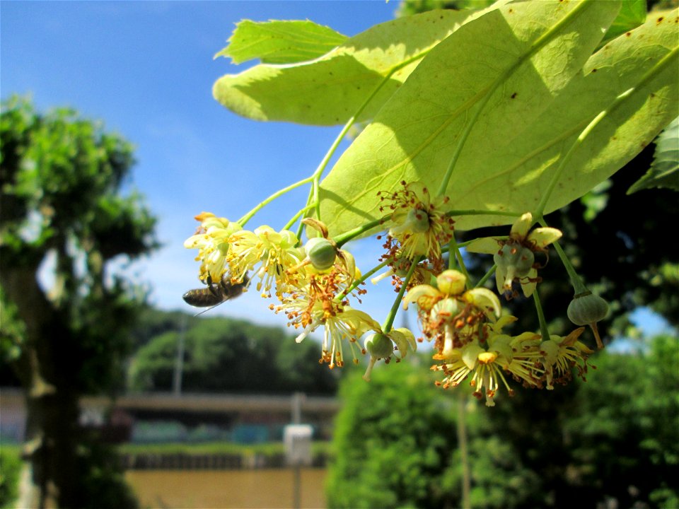 Blüte der Winterlinde (Tilia cordata) am Staden in Saarbrücken