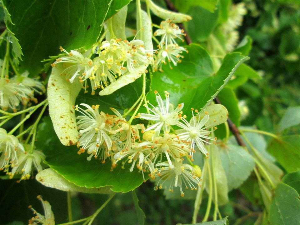Blühende Winterlinde (Tilia cordata) in der Schwetzinger Hardt