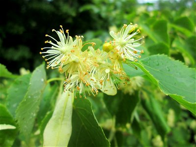 Blühende Winterlinde (Tilia cordata) in der Schwetzinger Hardt