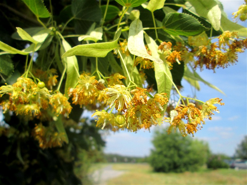 Blüte der Winterlinde (Tilia cordata) in Hockenheim