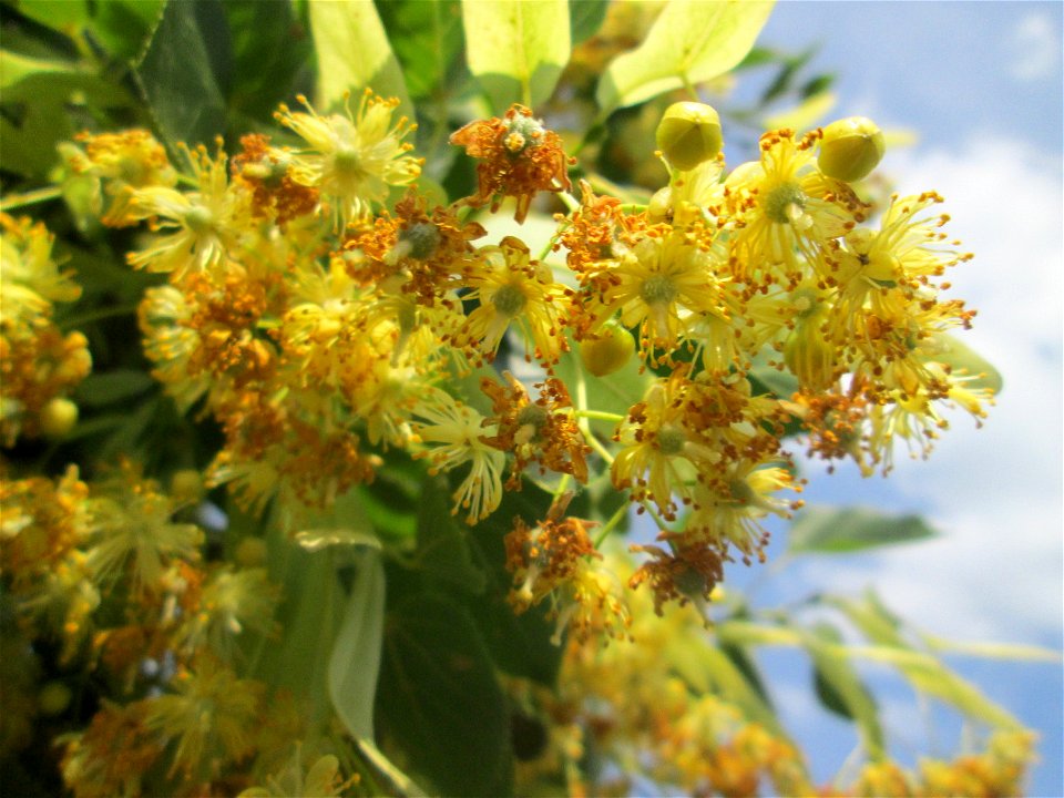 Blüte der Winterlinde (Tilia cordata) in Hockenheim
