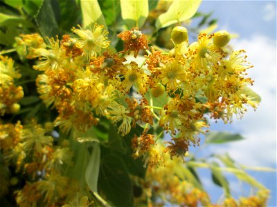 Blüte der Winterlinde (Tilia cordata) in Hockenheim