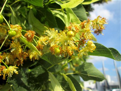 Blüte der Winterlinde (Tilia cordata) in Hockenheim photo