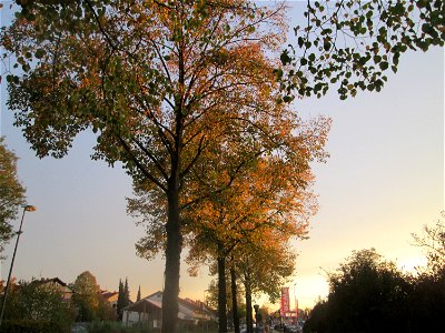 Herbstliche Winterlinden (Tilia cordata) in Hockenheim