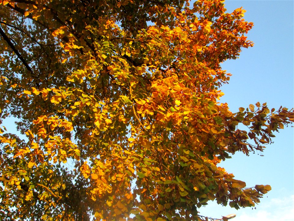 Winterlinde (Tilia cordata) in Hockenheim
