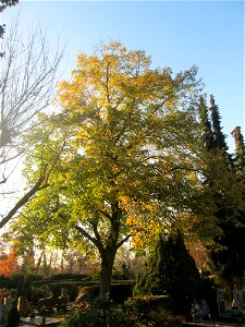 Winterlinde (Tilia cordata) auf dem Friedhof in Hockenheim photo