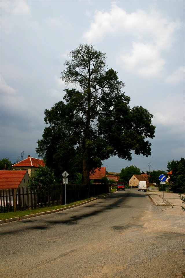 cs:Chudčická lípa po poškození rtutí, 14. červenec 2006