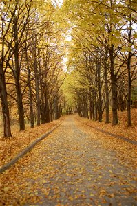 A formal Landscape Avenue, with garden walk covered in Autumn leaves.
In the Central Botanical Garden, in Kiev, Ukraine.