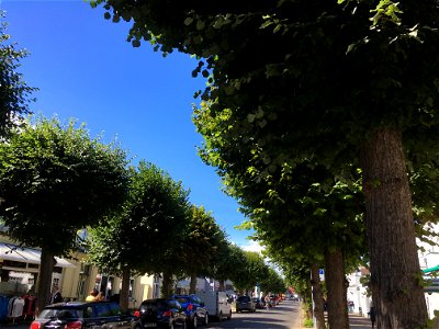 Kopflindenallee in der Mühlenstraße, Rostock photo