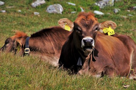 Nature grazing cow photo