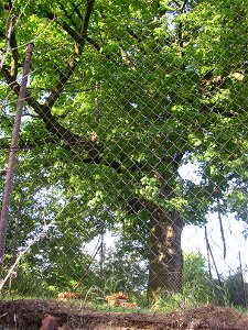 Lípa v Kyšicích ("Lime in Kyšice"), protected example of Small-leaved Lime (Tilia cordata) in village of Kyšice, Kladno District, Central Bohemian Region, Czech Republic. photo