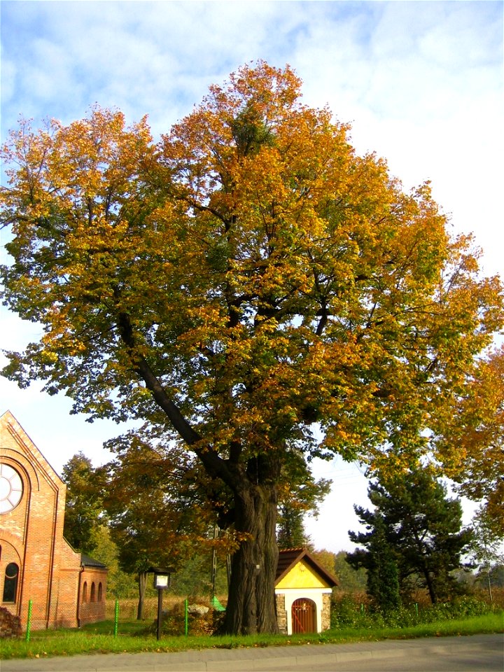 Small-leaved Lime (Tilia cordata) in Stanowice, Silesia, PL
