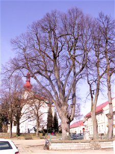 Bohdalov - lípa srdčitá (Tilia cordata Mill.), památný strom v parku Jana Křtitele, výška 18 m, obvod 324 cm, vyhlášeno 20.10.1995