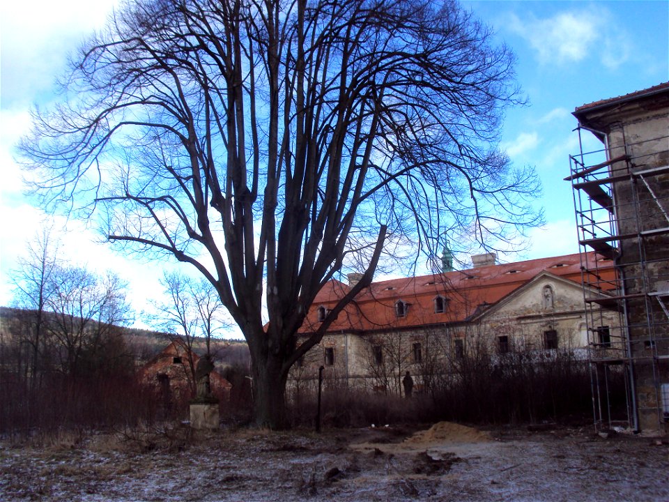 Památná lípa v Konojedech vedle zámku a kostela