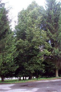 Lípa v arboretu u parkoviště, v sevření smrků