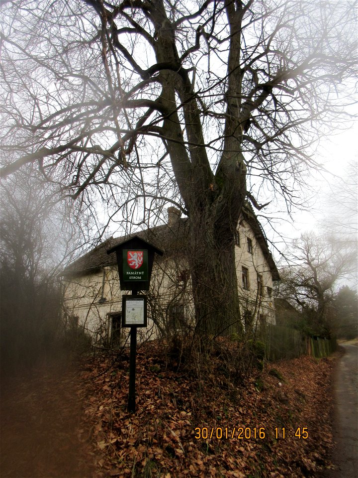 Památná lípa v Nedvězí