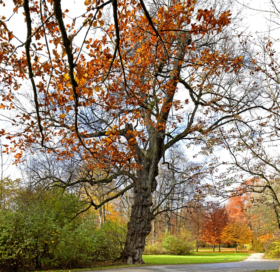 München, Englischen Garten. Naturdenkmal Winterlinde (Tilia cordata) im westlich Eingang Tucherpark (von der Hirschauer Straße). Markanter Solitärbaum, der aufgrund seiner Stammausbildung und seines S