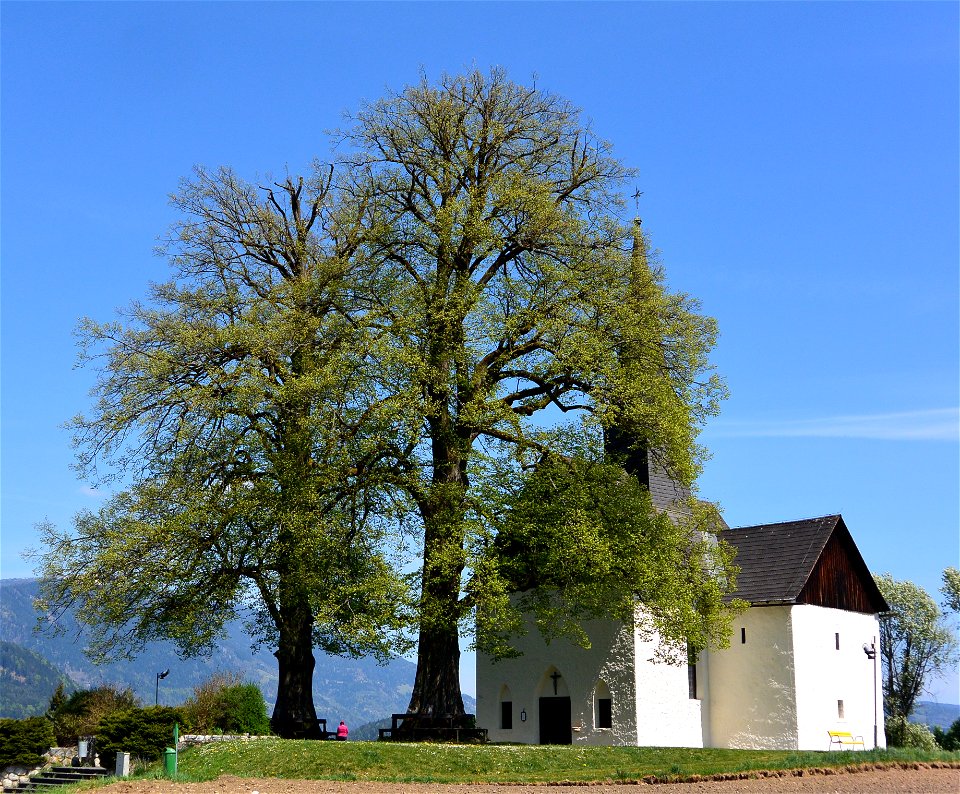 Small-leaved Lime in St. Johann in the community of Villach