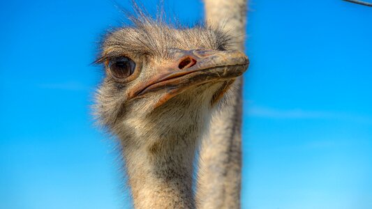 Animal bill flightless bird