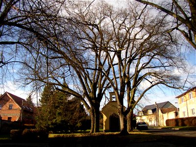 Rozdělovské lípy, a protected group of three Small-leaved Limes (Tilia cordata) in Kladno-Rozdělov, Kladno District, Czech Republic.