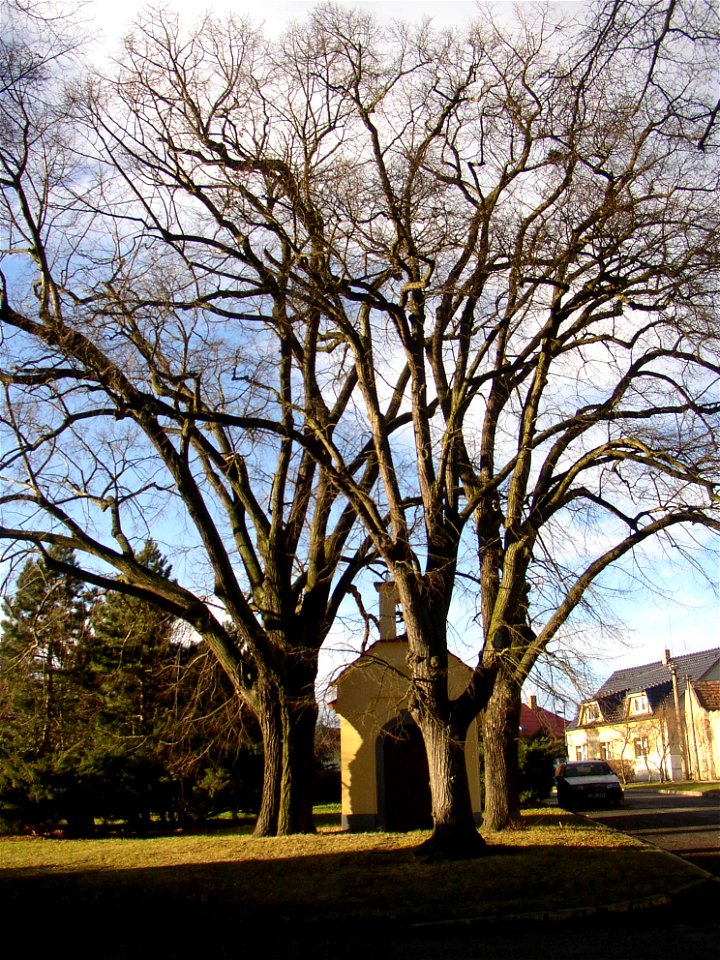 Rozdělovské lípy, a protected group of three Small-leaved Limes (Tilia cordata) in Kladno-Rozdělov, Kladno District, Czech Republic.