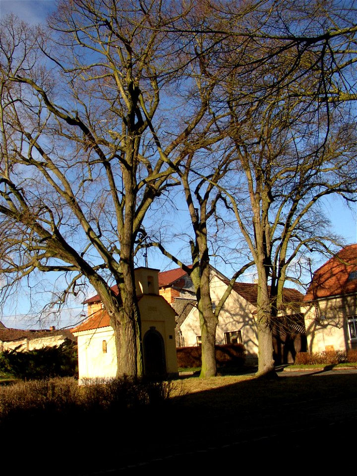 Rozdělovské lípy, a protected group of three Small-leaved Limes (Tilia cordata) in Kladno-Rozdělov, Kladno District, Czech Republic.