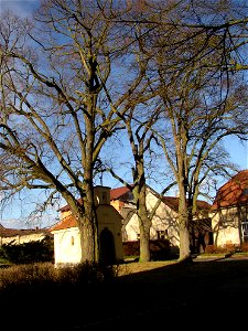 Rozdělovské lípy, a protected group of three Small-leaved Limes (Tilia cordata) in Kladno-Rozdělov, Kladno District, Czech Republic.