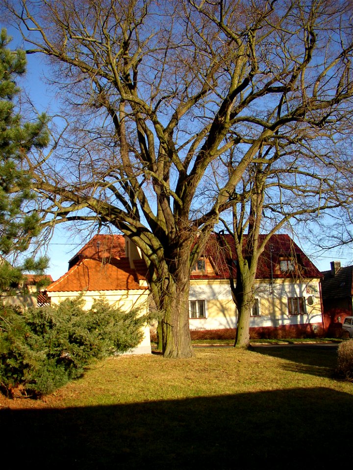 Rozdělovské lípy, a protected group of three Small-leaved Limes (Tilia cordata) in Kladno-Rozdělov, Kladno District, Czech Republic.