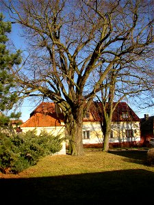 Rozdělovské lípy, a protected group of three Small-leaved Limes (Tilia cordata) in Kladno-Rozdělov, Kladno District, Czech Republic.