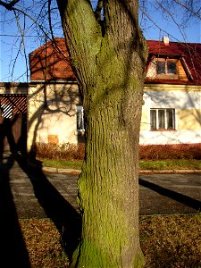 Rozdělovské lípy, a protected group of three Small-leaved Limes (Tilia cordata) in Kladno-Rozdělov, Kladno District, Czech Republic.