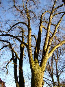Rozdělovské lípy, a protected group of three Small-leaved Limes (Tilia cordata) in Kladno-Rozdělov, Kladno District, Czech Republic.