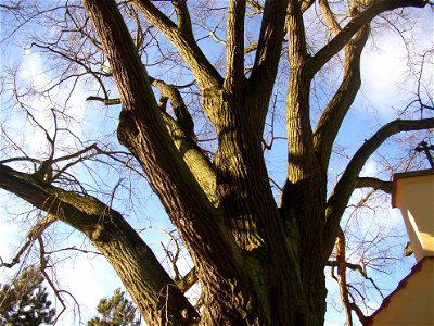 Rozdělovské lípy, a protected group of three Small-leaved Limes (Tilia cordata) in Kladno-Rozdělov, Kladno District, Czech Republic.