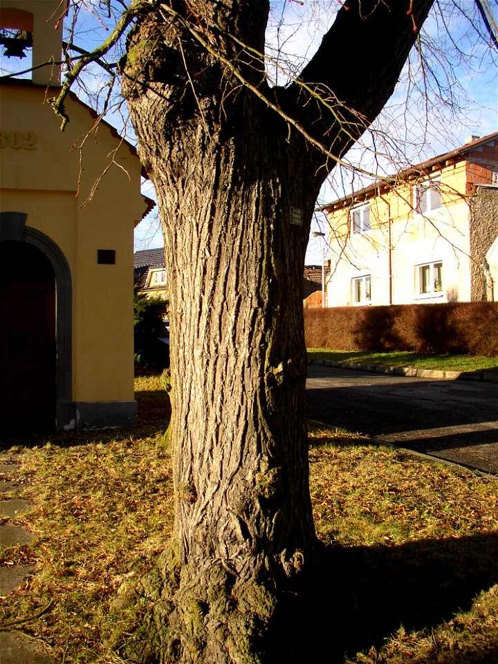 Rozdělovské lípy, a protected group of three Small-leaved Limes (Tilia cordata) in Kladno-Rozdělov, Kladno District, Czech Republic.