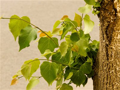 tilia cordata - leaves photo