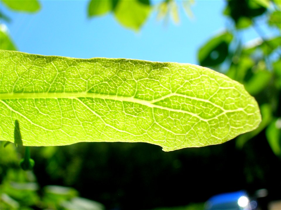 Tilia × europaea T. cordata flower veination, North Ayrshire, Eglinton, Scotland.