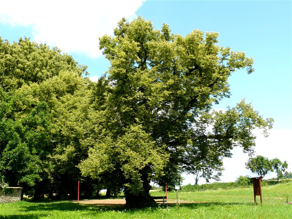 Tilia cordata - Velešice (Sběř) Czech Republic