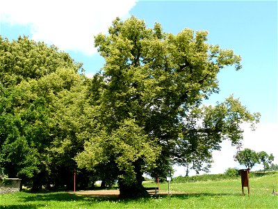 Tilia cordata - Velešice (Sběř) Czech Republic