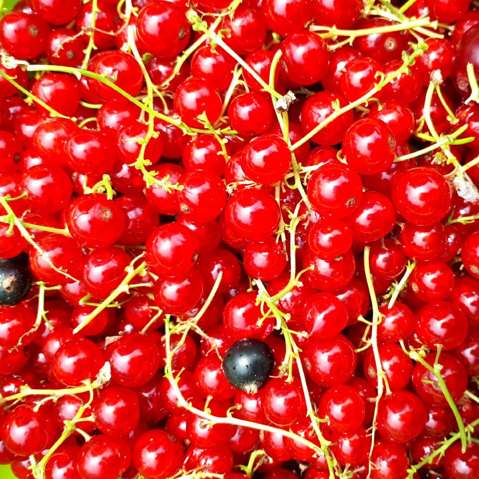 Food vitamins fresh
