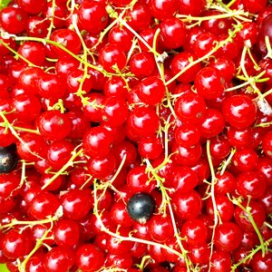 Food vitamins fresh
