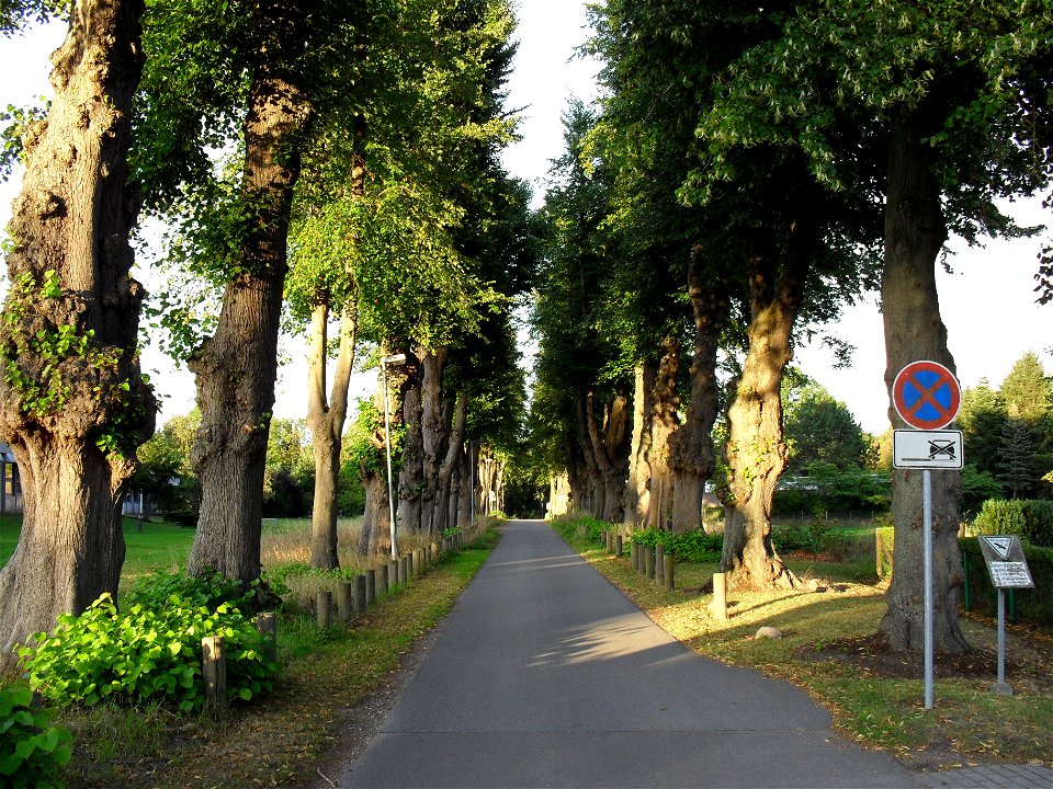 Die als Naturdenkmal geschützte Winterlindenallee von Gut Strecknitz in Lübeck