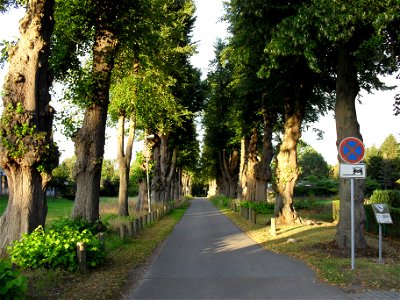 Die als Naturdenkmal geschützte Winterlindenallee von Gut Strecknitz in Lübeck