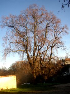 Protected example of Small-leaved Lime (Tilia cordata) in Želenice, Kladno District, Central Bohemian Region, Czech Republic. photo