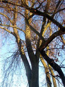 Protected example of Small-leaved Lime (Tilia cordata) in Želenice, Kladno District, Central Bohemian Region, Czech Republic. photo