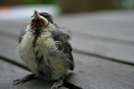 Nature cute animal world